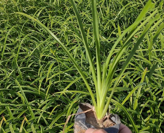 北京各种花苗批发电话