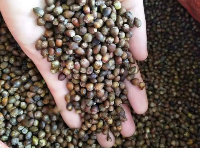 北京各种树种子供应价格