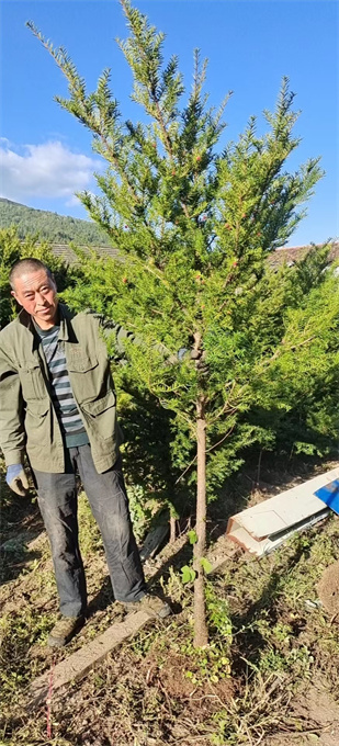 北京红豆杉苗木批发哪里有