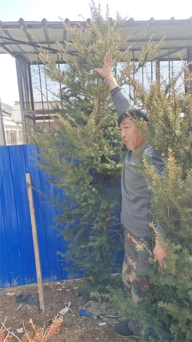 北京红豆杉苗木批发电话