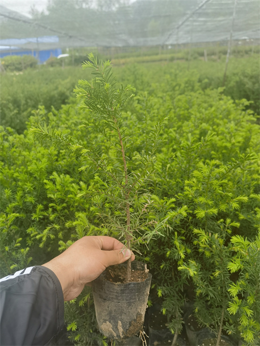 北京吉林红豆杉苗供应