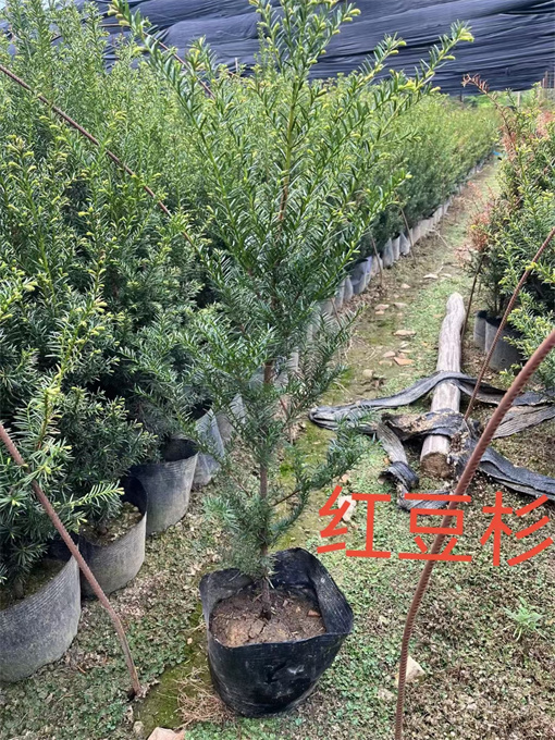 北京红豆杉苗供应价格