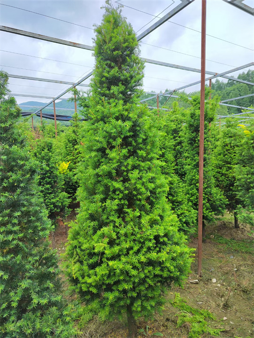 北京红豆杉苗供应厂家