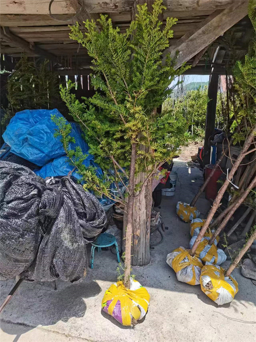 北京红豆杉苗供应联系方式