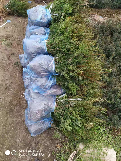 北京红豆杉苗供应公司
