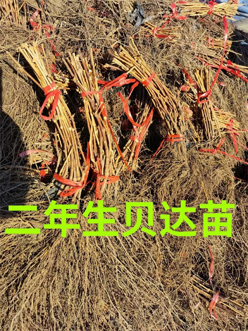 北京葡萄苗批发哪家好