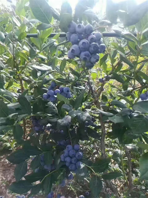 北京蓝莓苗基地供应