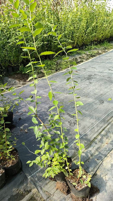 北京蓝莓苗基地供应电话