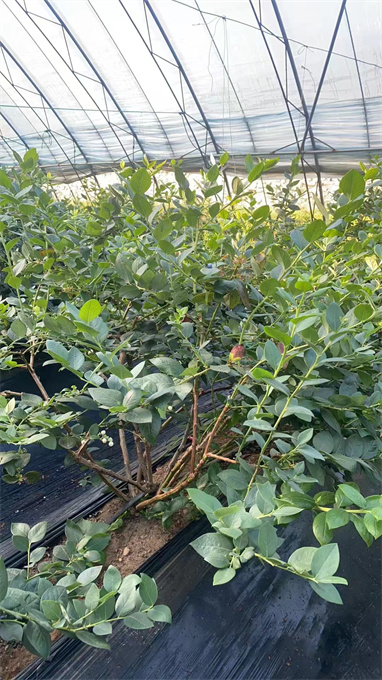 北京蓝莓苗基地批发价格