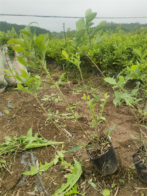 北京公主岭蓝莓苗批发