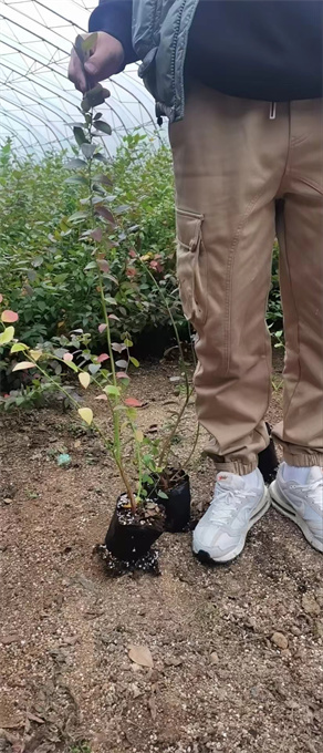 北京吉林蓝莓苗批发电话