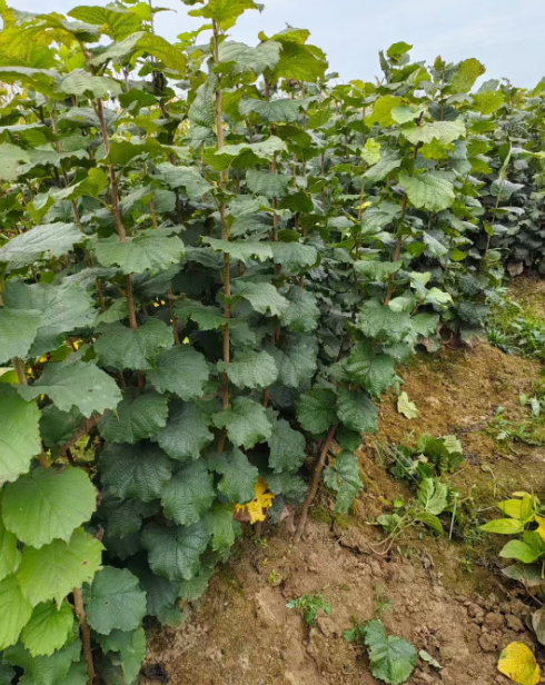 北京果树苗批发供应