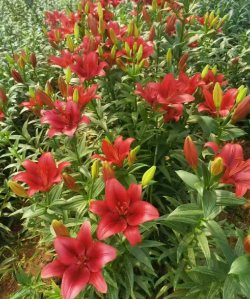 北京吉林各种花苗批发电话