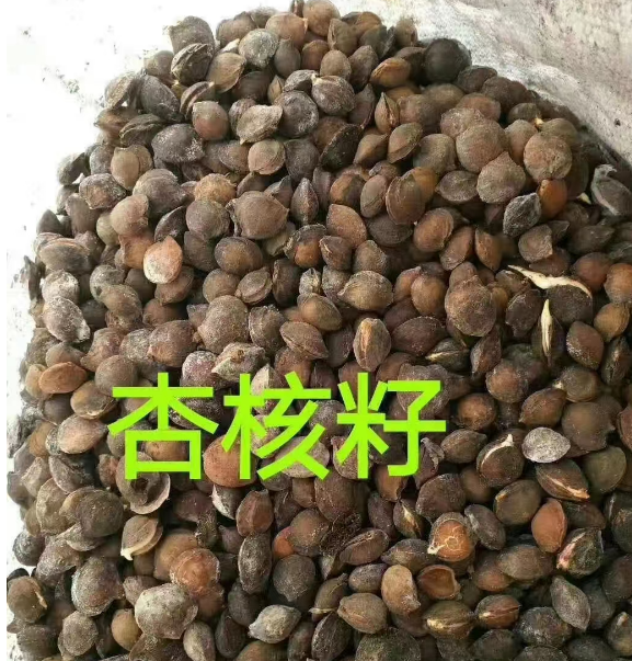 北京公主岭各种树种子供应电话