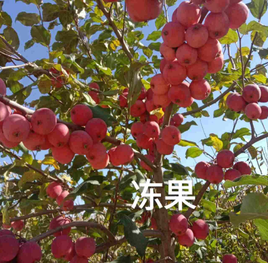 北京吉林果树苗批发价格