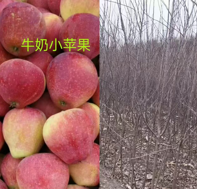 北京吉林果树苗批发基地