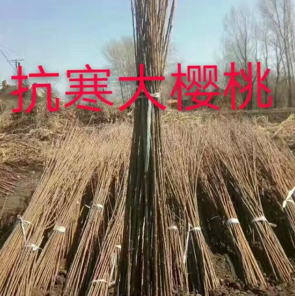北京公主岭果树苗批发基地