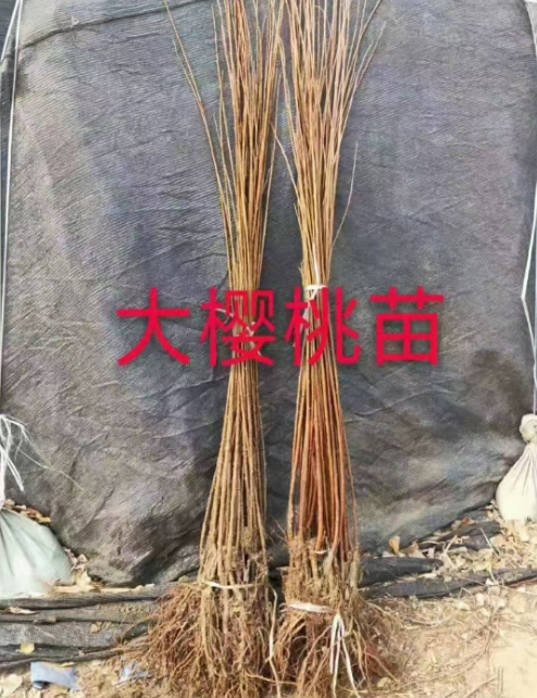 北京公主岭果树苗批发电话