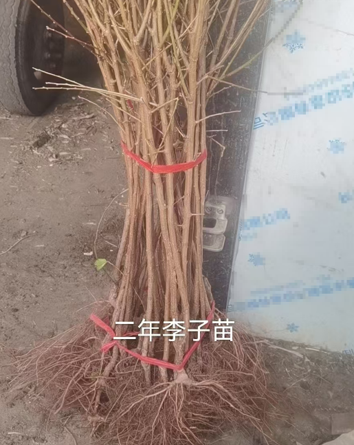 北京吉林李子苗木订购基地