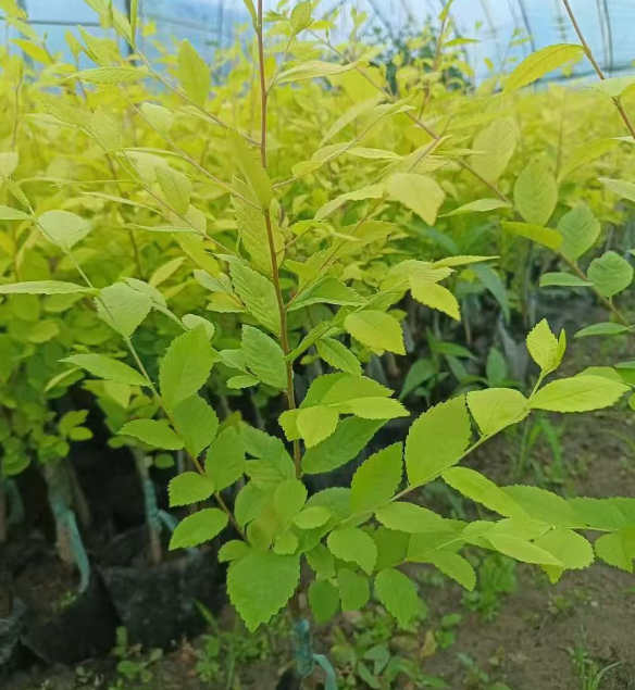北京吉林绿化树苗批发基地