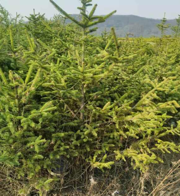 北京吉林绿化树苗批发基地电话