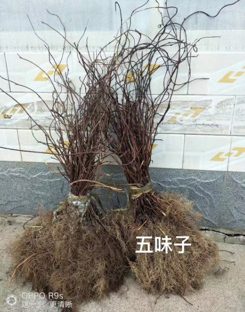 北京药材苗哪里有卖