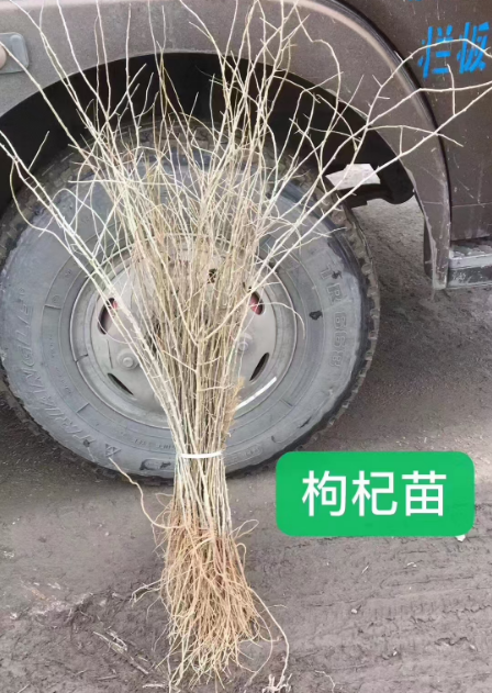 北京吉林药材苗哪里有卖