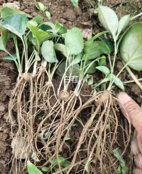 北京公主岭药材苗哪里有卖