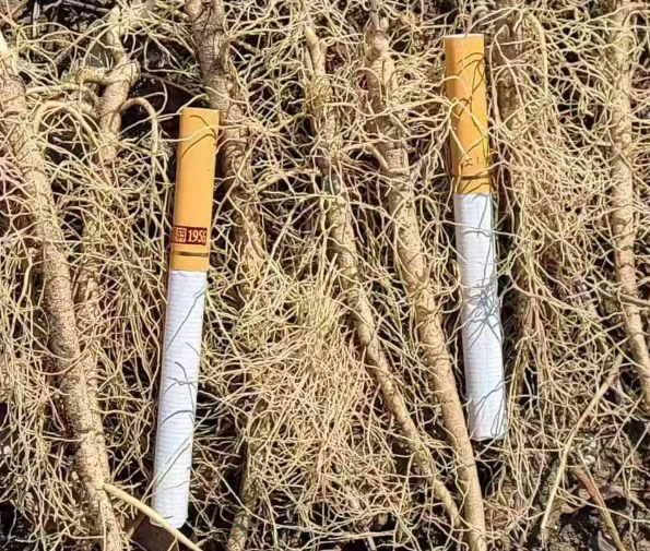 北京公主岭药材苗基地批发